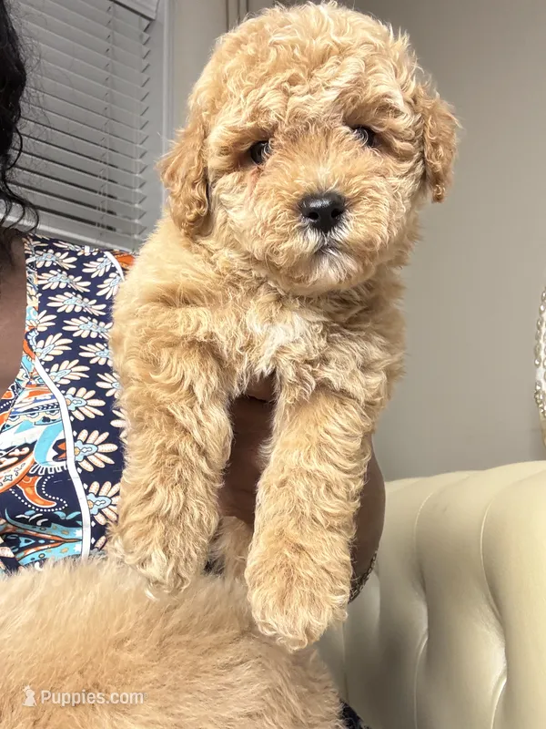 Lois Lane – Maltipoo, Poodle - Toy  puppy on hold in Fayetteville, NC