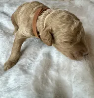 Sebastian , a female Goldendoodle for sale in Fayetteville, NC – 8 of 8