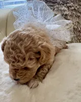 Lois Lane, a female Maltipoo and Poodle - Toy  for sale in Fayetteville, NC – 6 of 9