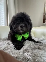 BOE (Maltipoo), a male Maltipoo and Poodle - Toy  for sale in Fayetteville, NC – 8 of 10