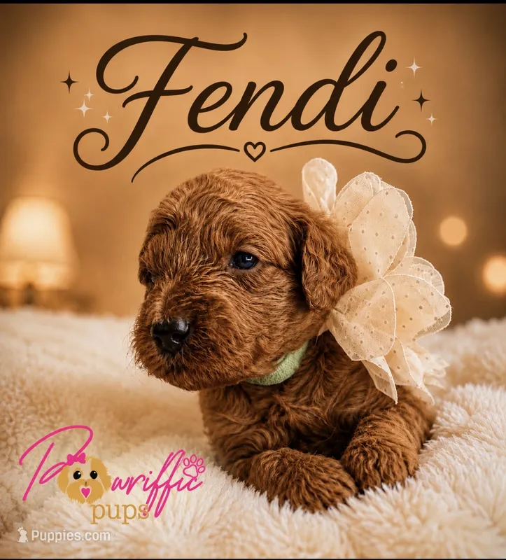 Fendi – Goldendoodle puppy for sale in Fayetteville, NC