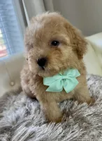 Markle, a male Maltipoo and Poodle - Toy  for sale in Fayetteville, NC – 7 of 9