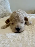Millie , a female Maltipoo for sale in Fayetteville, NC – 5 of 6