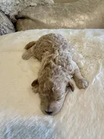 Millie , a female Maltipoo for sale in Fayetteville, NC – 6 of 6