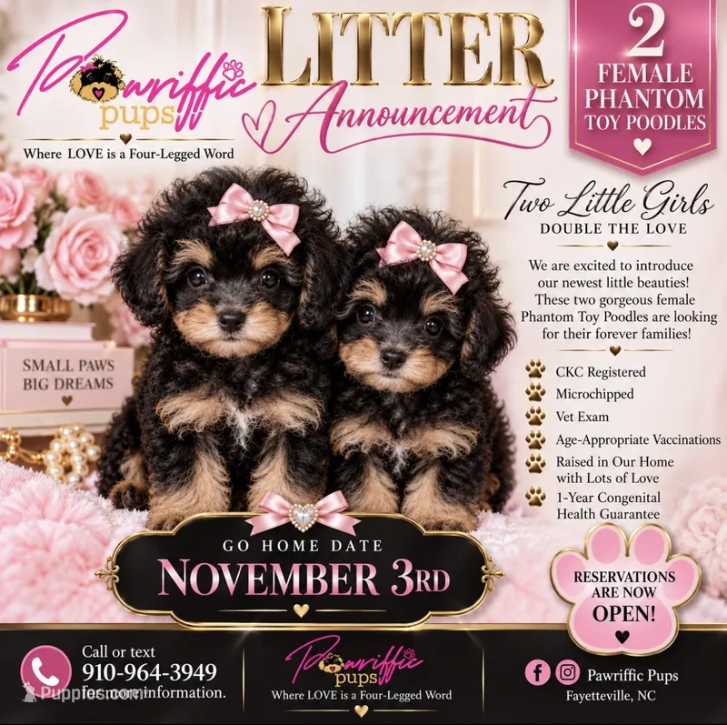 Paris  – Poodle - Toy  puppy for sale in Fayetteville, NC