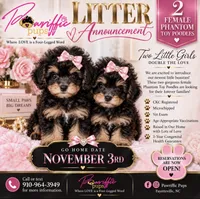 Paris , a female Poodle - Toy  for sale in Fayetteville, NC – 1 of 1