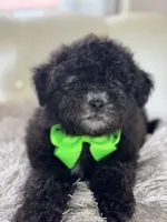 BOE (Maltipoo), a male Maltipoo and Poodle - Toy  for sale in Fayetteville, NC – 6 of 10
