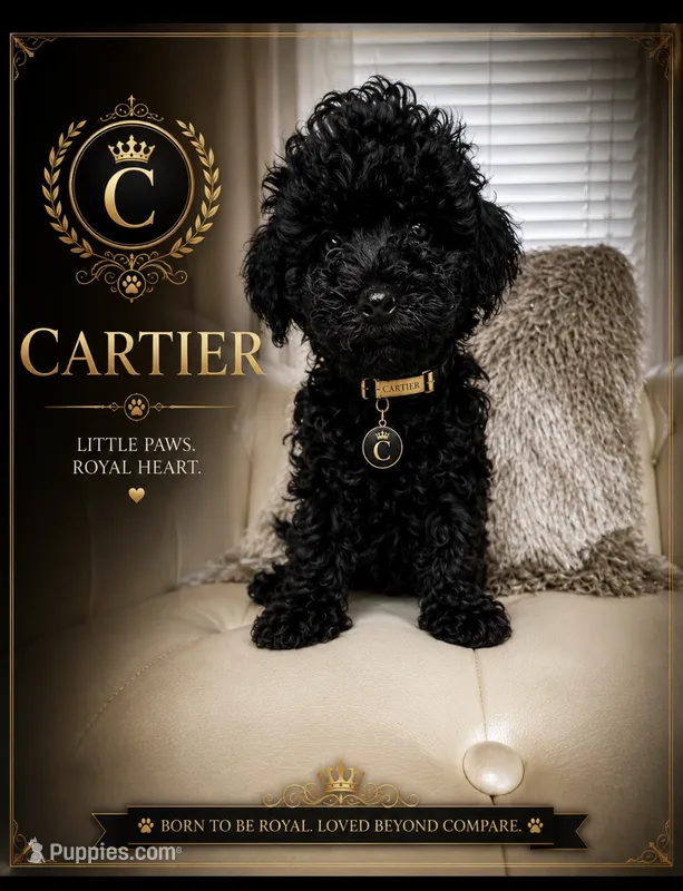 Cartier  – Poodle - Toy  puppy for sale in Fayetteville, NC