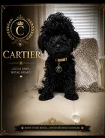 Cartier , a male Poodle - Toy  for sale in Fayetteville, NC – 1 of 2