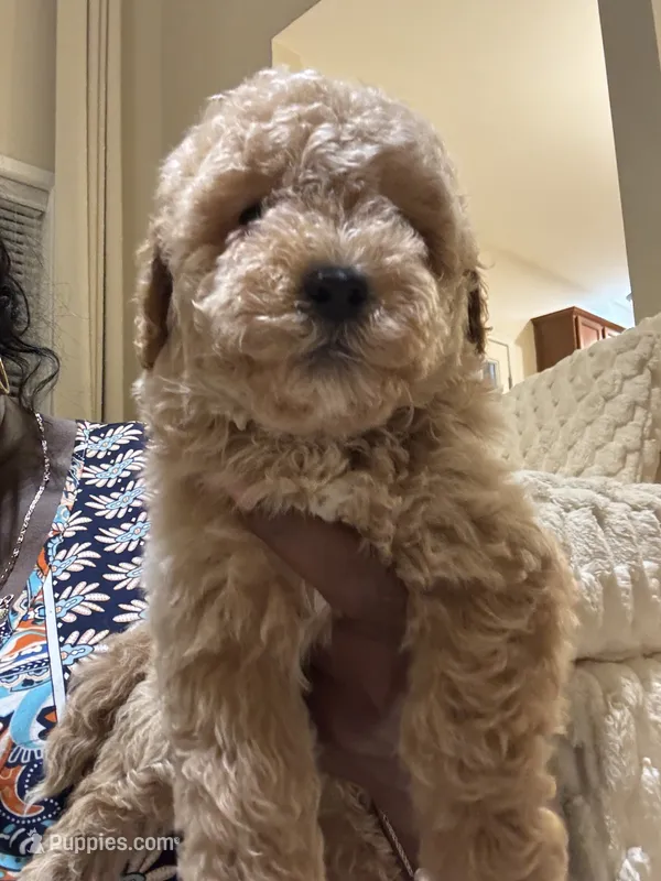 Sadie – Maltipoo, Poodle - Toy  puppy on hold in Fayetteville, NC