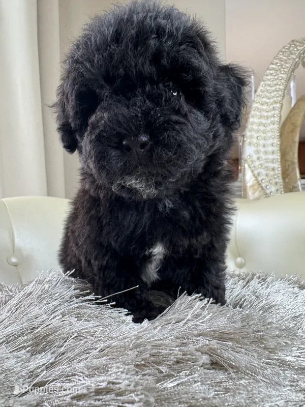 Denim – Maltipoo, Poodle - Toy  puppy on hold in Fayetteville, NC