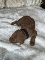 Bottega , a male Goldendoodle for sale in Fayetteville, NC – 3 of 6