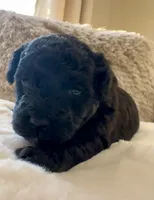 Robin, a male Maltipoo and Poodle - Toy  for sale in Fayetteville, NC – 3 of 8