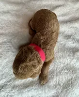 Doria, a female Goldendoodle for sale in Fayetteville, NC – 2 of 8