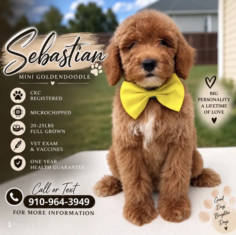 Sebastian  – Goldendoodle puppy for sale in Fayetteville, NC