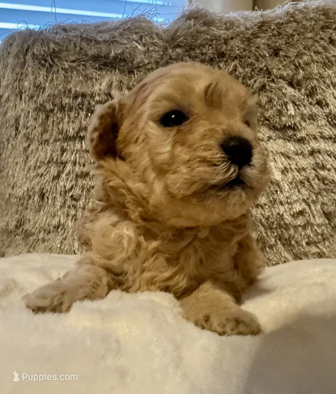 Markle – Maltipoo, Poodle - Toy  puppy for sale in Fayetteville, NC