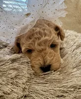 Lois Lane, a female Maltipoo and Poodle - Toy  for sale in Fayetteville, NC – 9 of 9