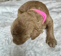 Noelle , a female Goldendoodle for sale in Fayetteville, NC – 3 of 7