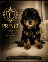 Prince, a male Poodle - Toy  for sale in Fayetteville, NC – 1 of 2