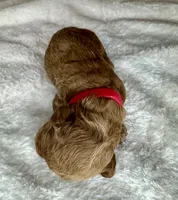 Doria, a female Goldendoodle for sale in Fayetteville, NC – 3 of 8