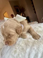 Violet, a female Goldendoodle for sale in Fayetteville, NC – 8 of 8
