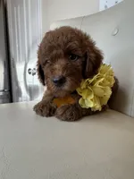 Fendi, a female Goldendoodle for sale in Fayetteville, NC – 10 of 10
