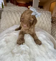 Remmi, a female Goldendoodle for sale in Fayetteville, NC – 3 of 10