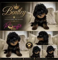 Bentley , a male Poodle - Toy  for sale in Fayetteville, NC – 2 of 2