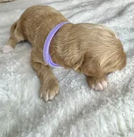 Lyra, a female Goldendoodle for sale in Fayetteville, NC – 2 of 9