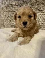 Markle, a male Maltipoo and Poodle - Toy  for sale in Fayetteville, NC – 5 of 9