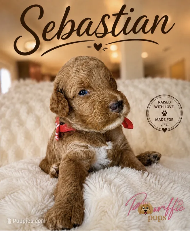 Sebastian  – Goldendoodle puppy for sale in Fayetteville, NC