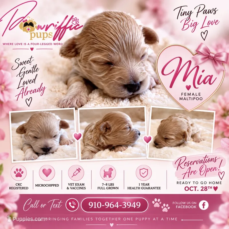 Mia  – Maltipoo puppy for sale in Fayetteville, NC