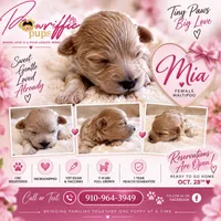 Mia , a female Maltipoo for sale in Fayetteville, NC – 1 of 7