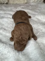 Bottega , a male Goldendoodle for sale in Fayetteville, NC – 2 of 6