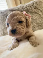 Harley Quinn , a female Maltipoo and Poodle - Toy  for sale in Fayetteville, NC – 2 of 9