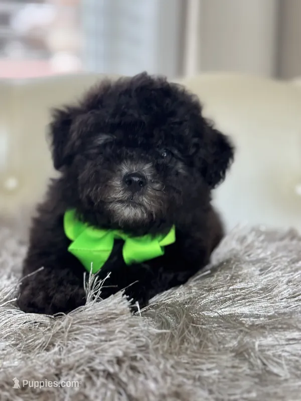 Boe – Maltipoo, Poodle - Toy  puppy for sale in Fayetteville, NC