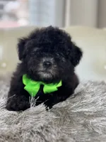 BOE (Maltipoo), a male Maltipoo and Poodle - Toy  for sale in Fayetteville, NC – 2 of 10