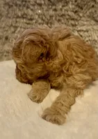 Markle, a male Maltipoo and Poodle - Toy  for sale in Fayetteville, NC – 3 of 9