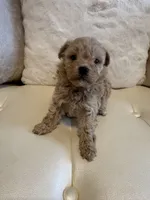 Lucy , a female Maltipoo for sale in Fayetteville, NC – Photo 6 of 9