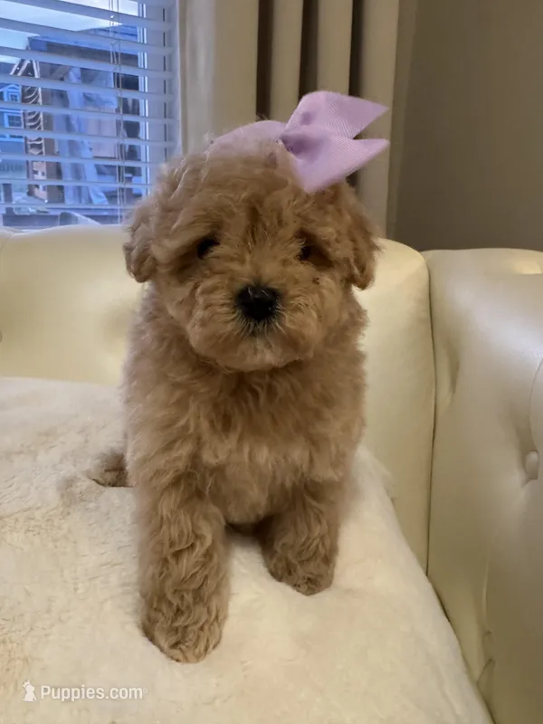 Lucy  – Maltipoo puppy on hold in Fayetteville, NC