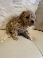 Lucy , a female Maltipoo for sale in Fayetteville, NC – Photo 3 of 9