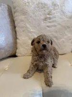 Lucy , a female Maltipoo for sale in Fayetteville, NC – Photo 9 of 9