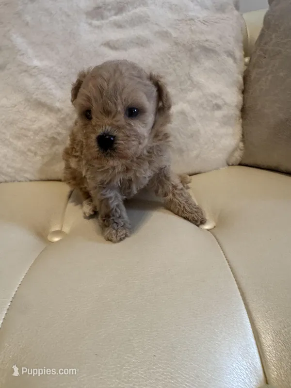 Lucy  – Maltipoo puppy for sale in Fayetteville, NC