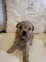 Lucy , a female Maltipoo for sale in Fayetteville, NC – Photo 4 of 9