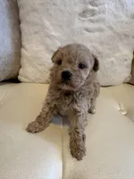 Lucy , a female Maltipoo for sale in Fayetteville, NC – Photo 5 of 9