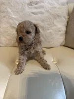 Lucy , a female Maltipoo for sale in Fayetteville, NC – Photo 7 of 9