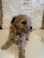 Lucy , a female Maltipoo for sale in Fayetteville, NC – Photo 2 of 9