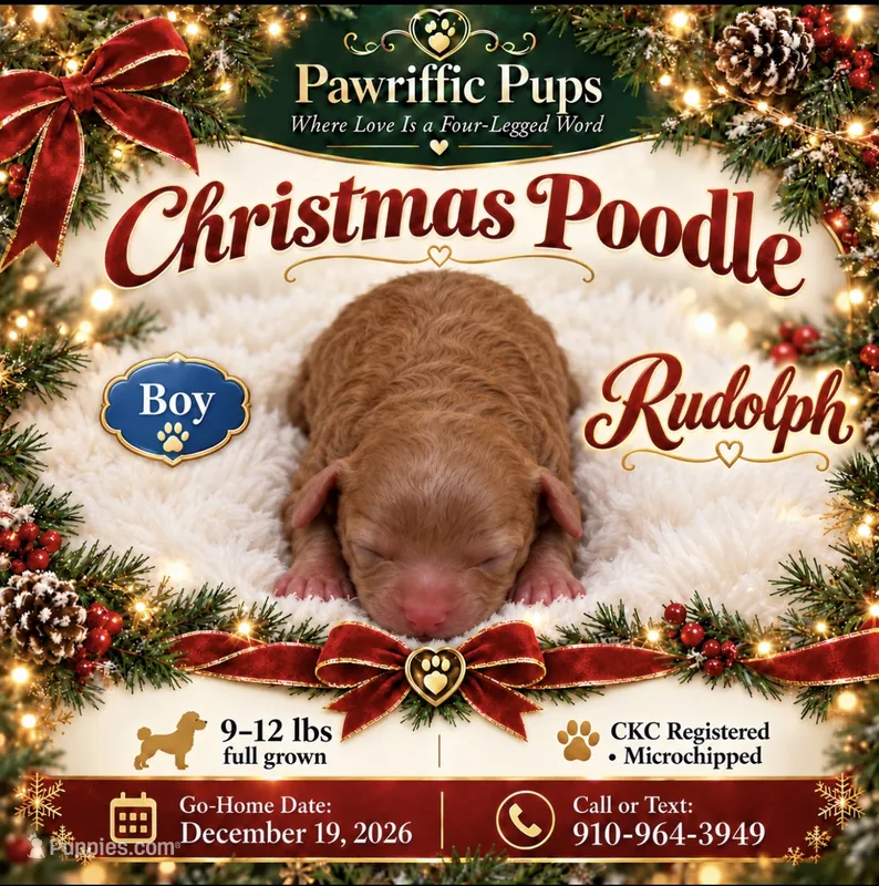 Rudolph – Poodle - Miniature  puppy on hold in Fayetteville, NC