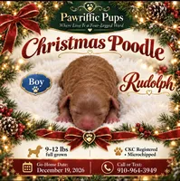 Rudolph, a male Poodle - Miniature  for sale in Fayetteville, NC – 1 of 2