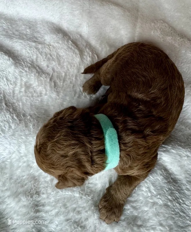 Fendi – Goldendoodle puppy for sale in Fayetteville, NC